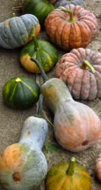 33-winter_squash-kikuza-greek_redt.jpg