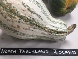 north_falkland -  North Falkland Island