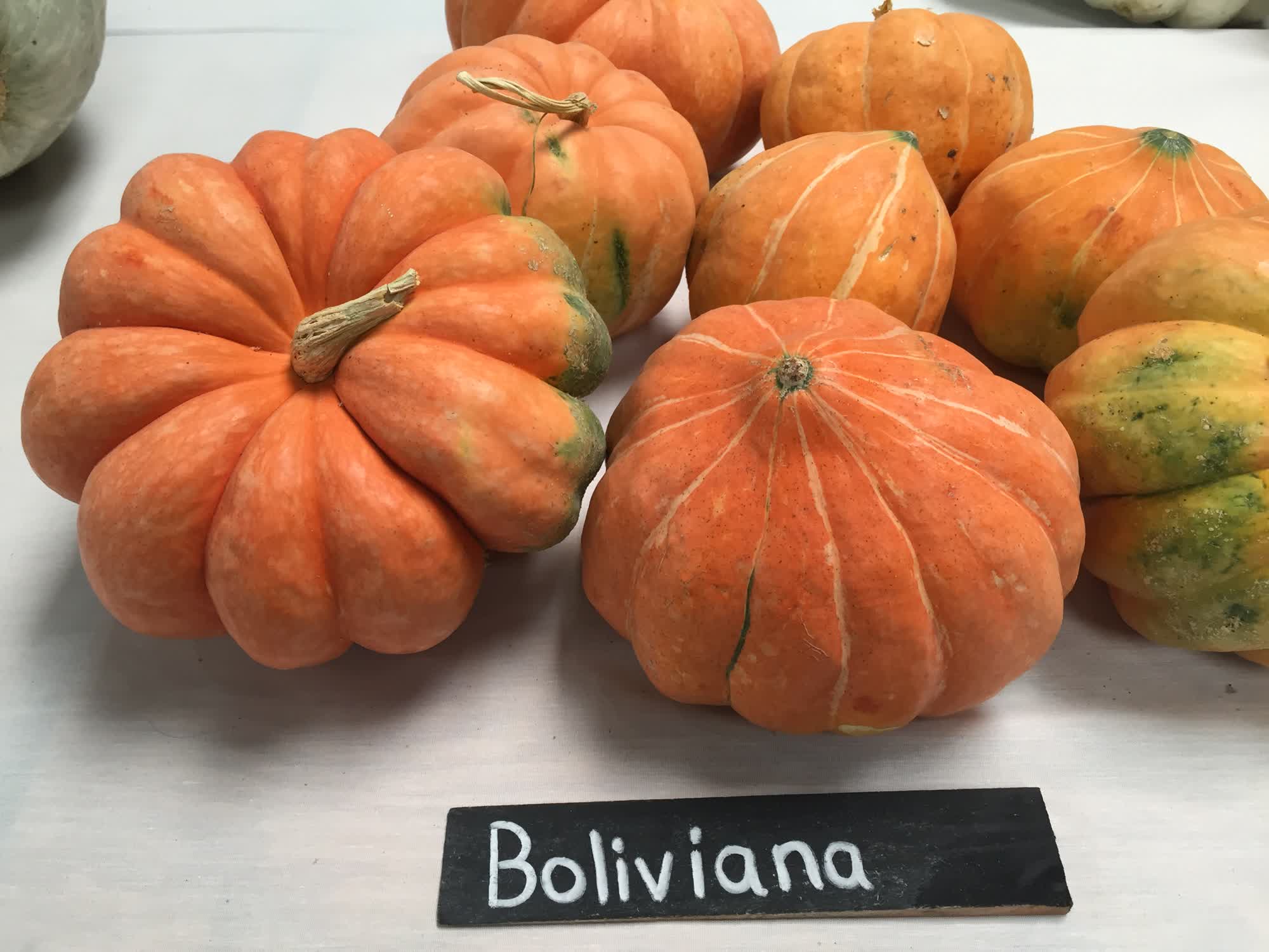 Boliviana