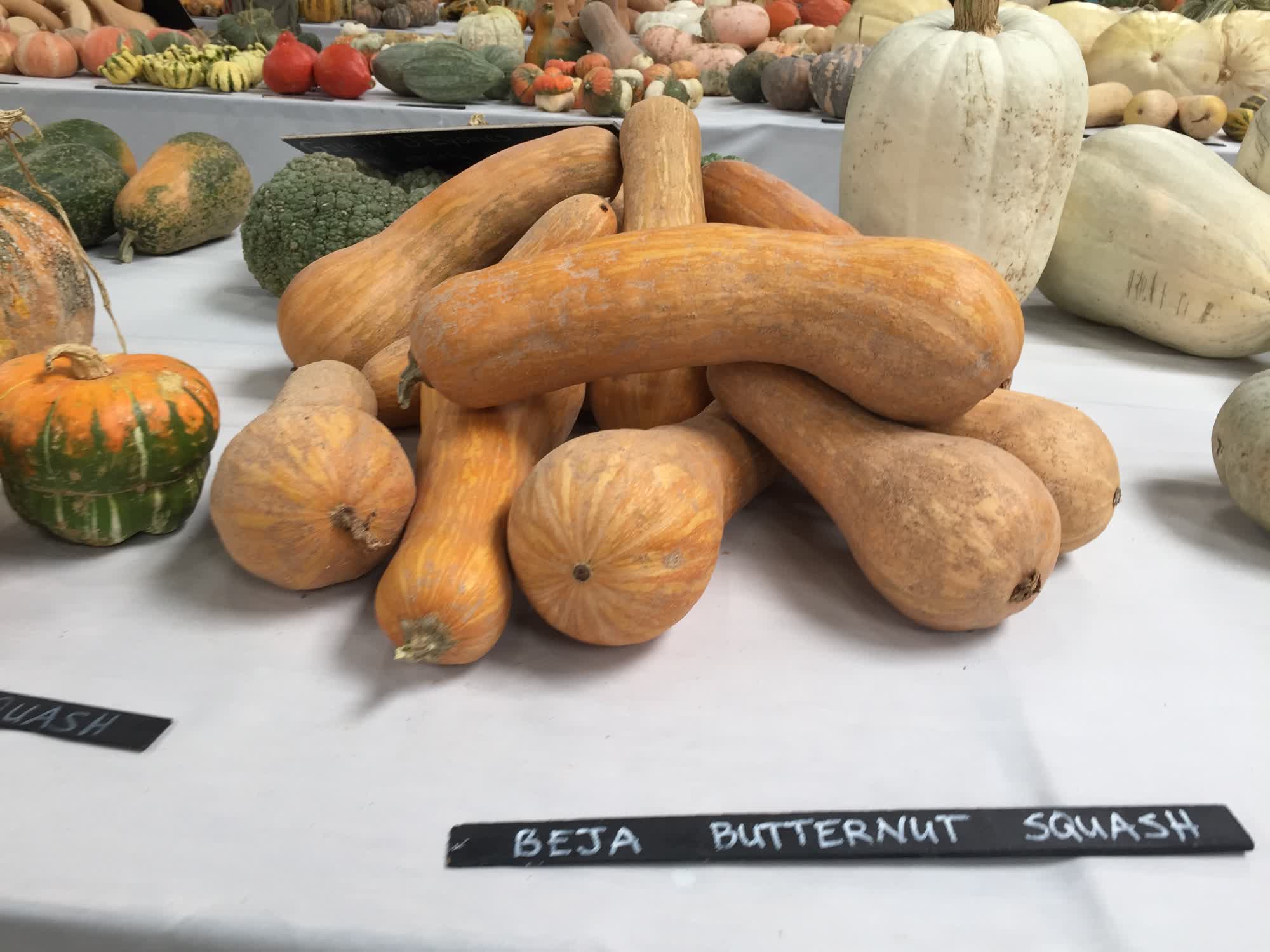 cucurbita moschata