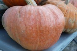 amish_pie_pumpkin - Amish Pie Pumpkin maxima