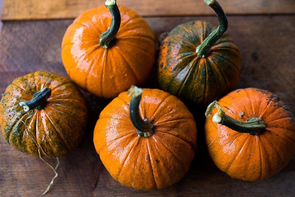 Baby Bear Pumpkins