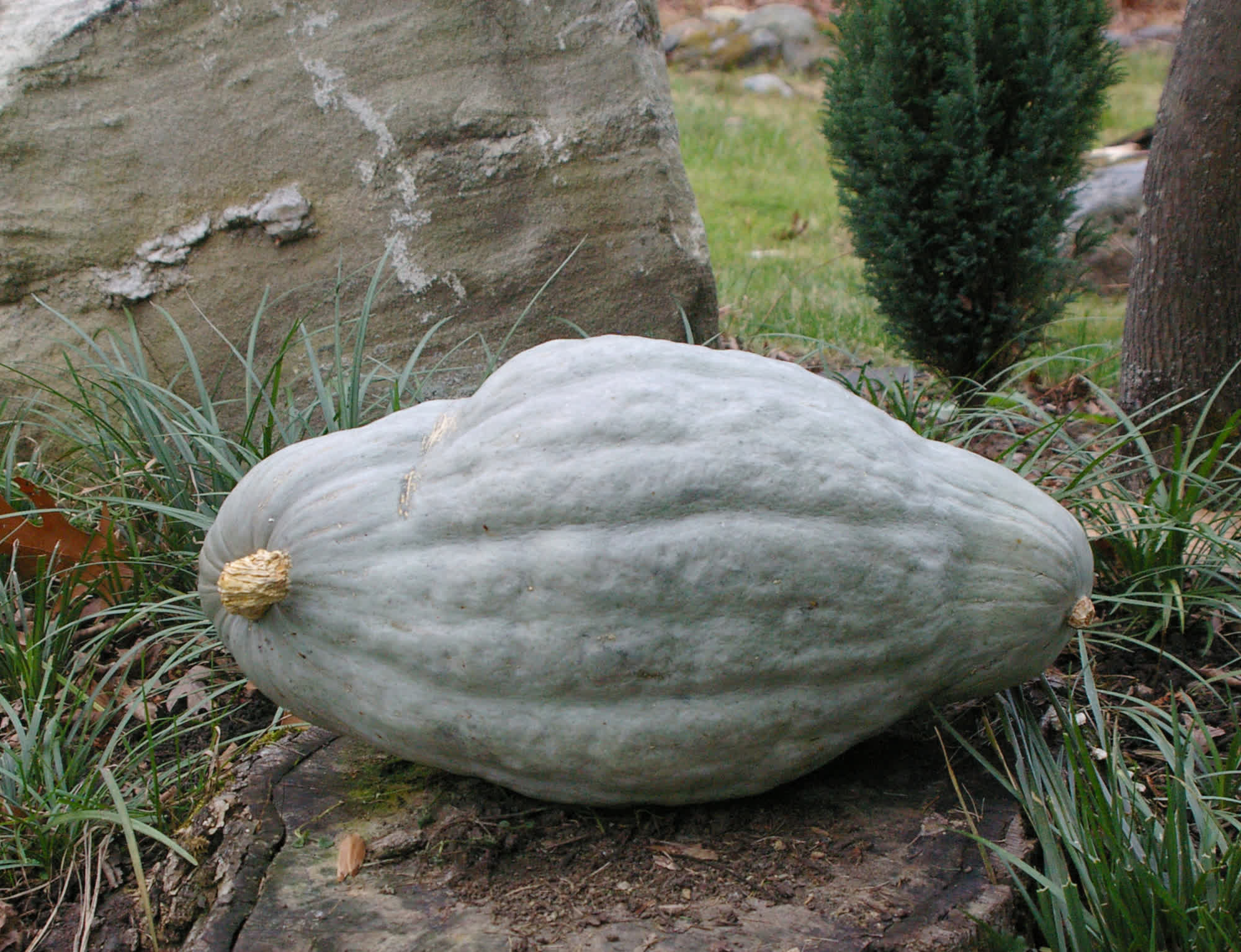 Blue Hubbard Squash