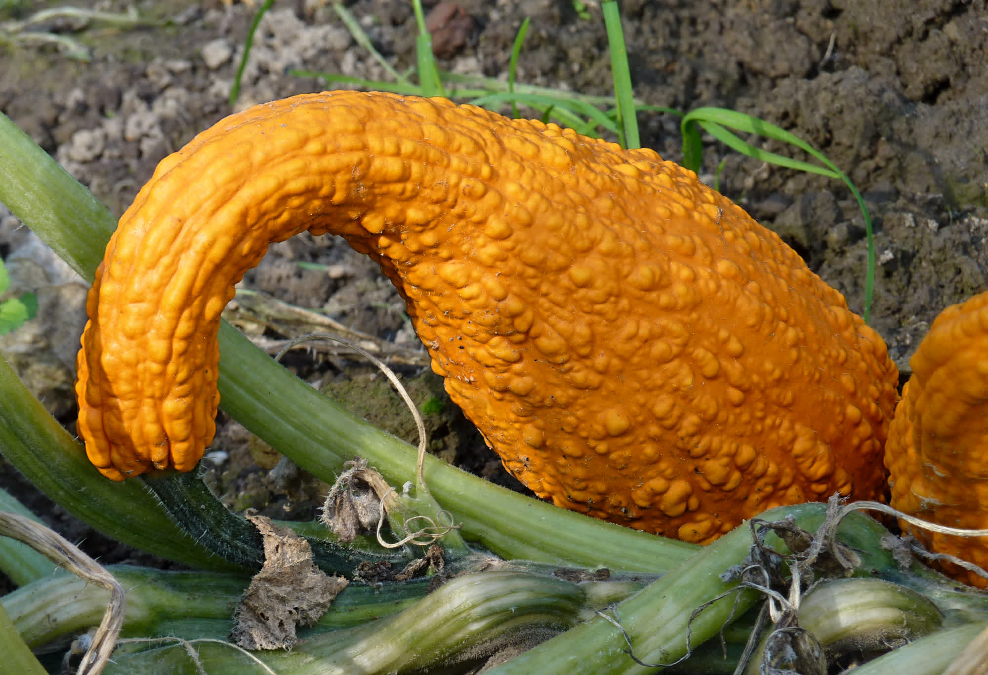 crookneck summer squash