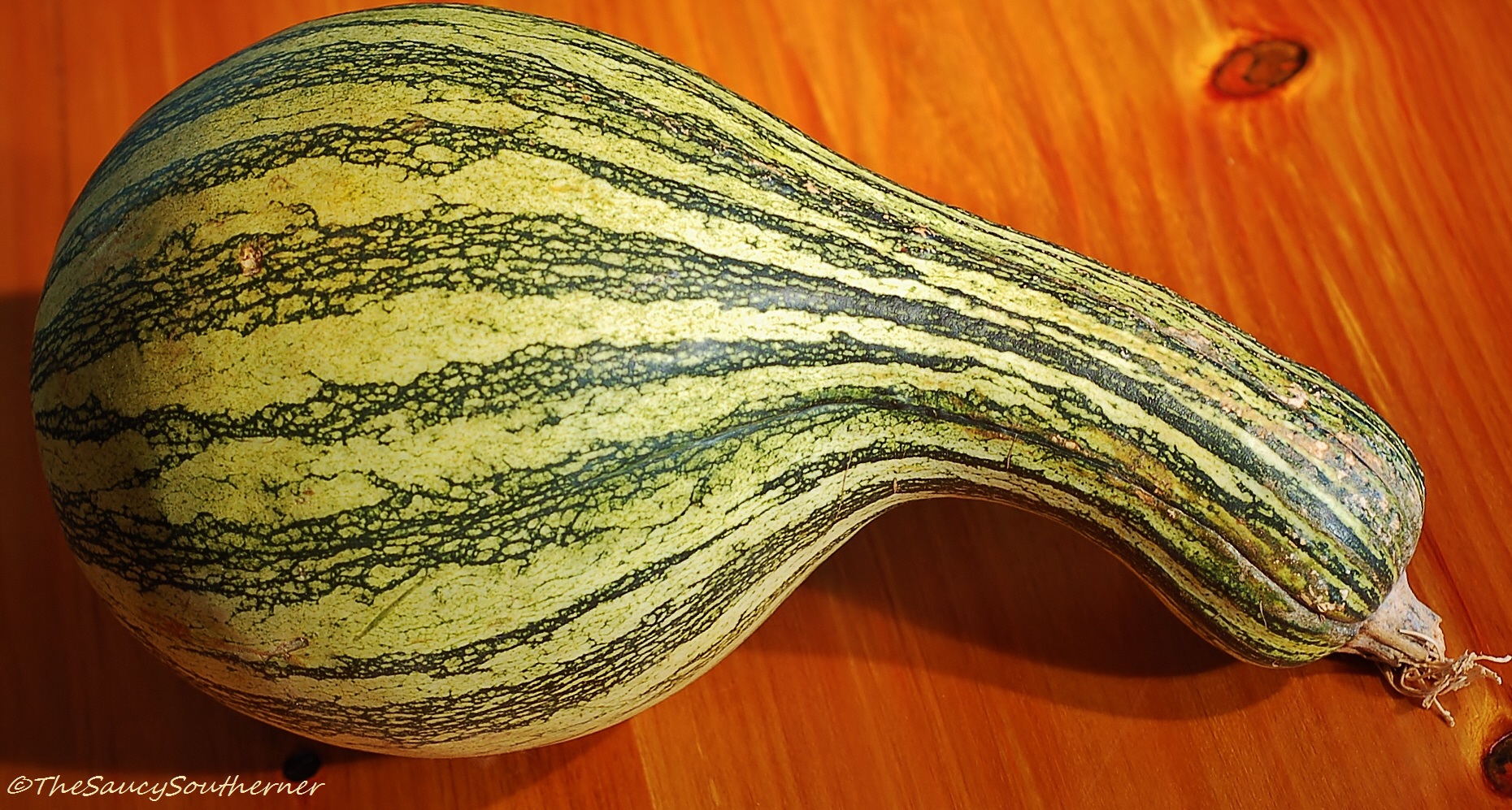 Cucurbita mixta - Pumpkin and Squash Variety Guide