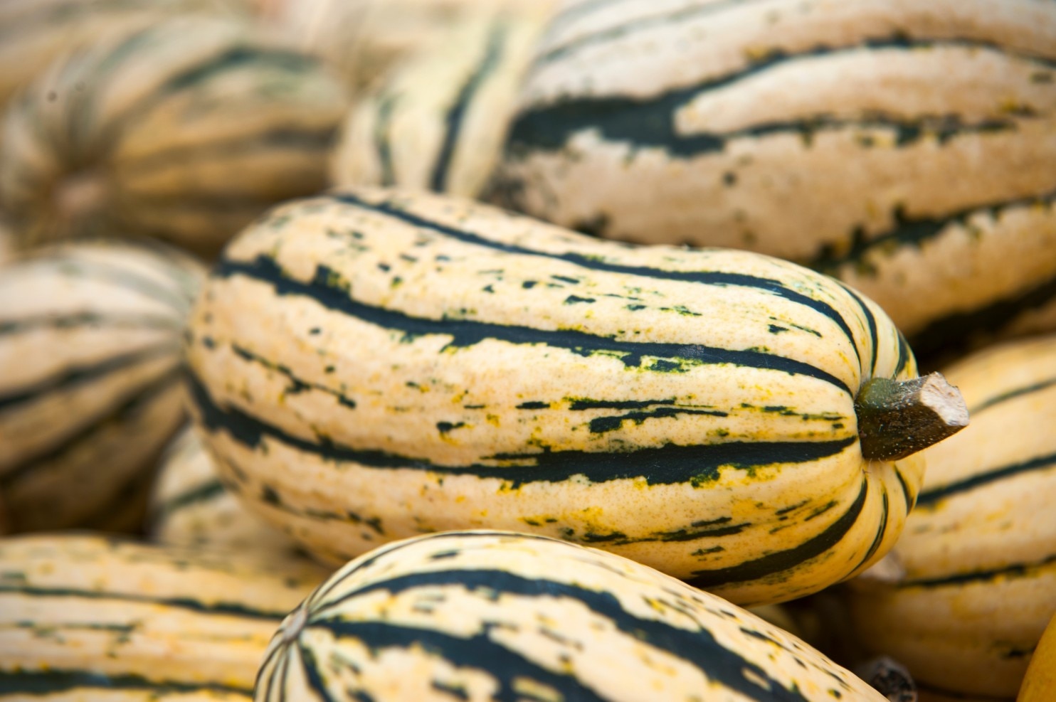 Delicata Squash