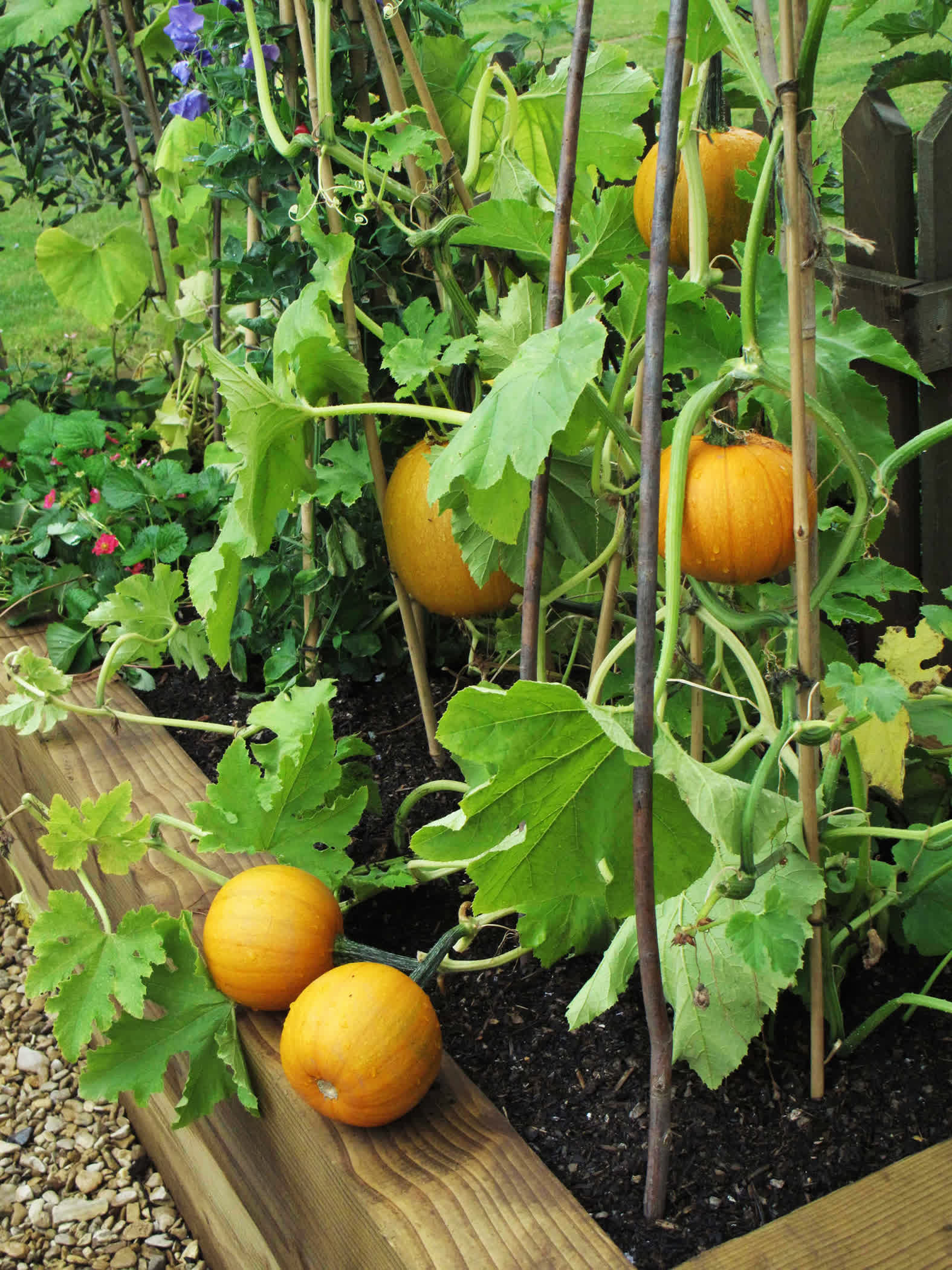 Growing miniature Jack B. Little and Baby Boo pumpkins takes up a whole lot less space. Many people grow them along fences, on trellises, or down from a balcony or deck. 