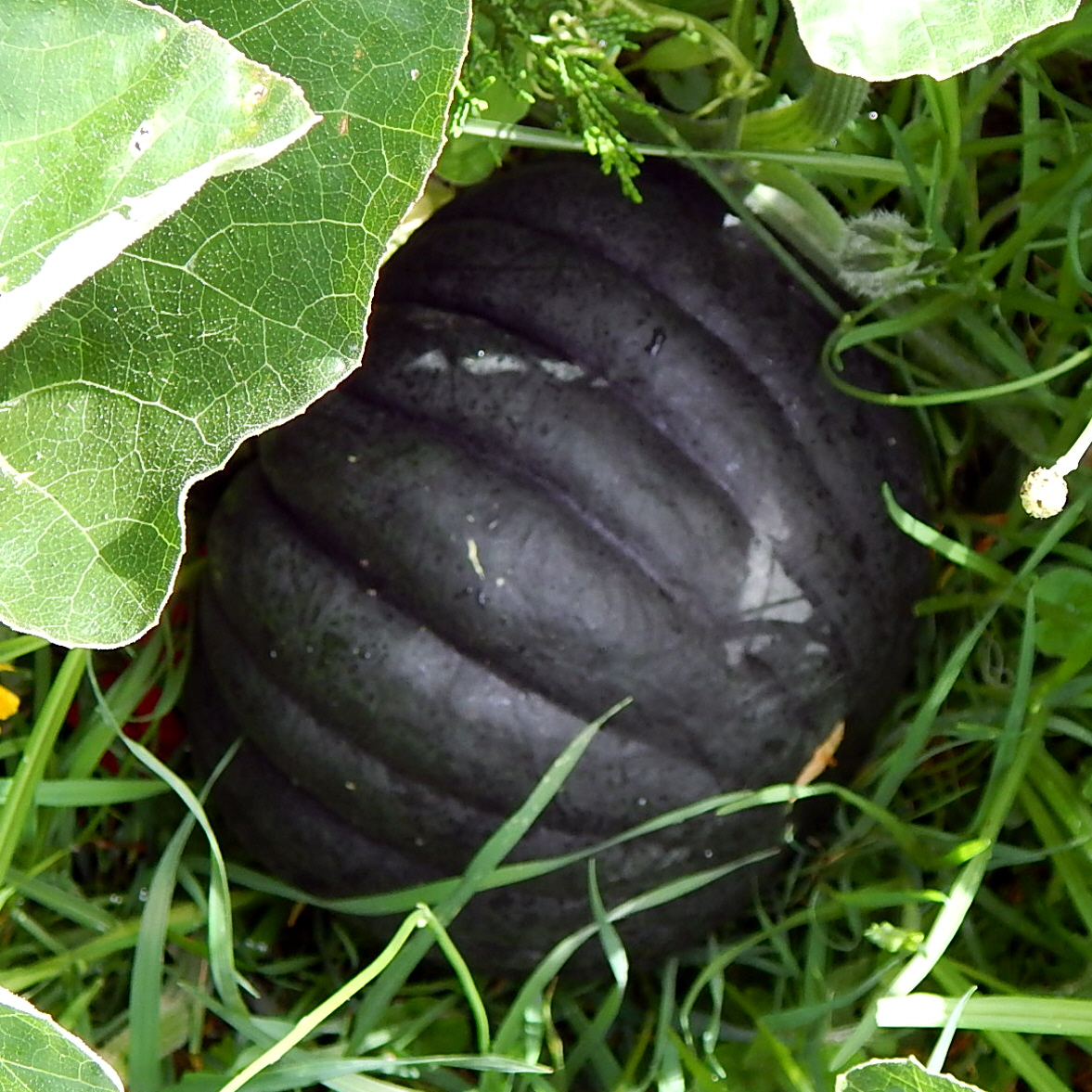 black pumpkin variety