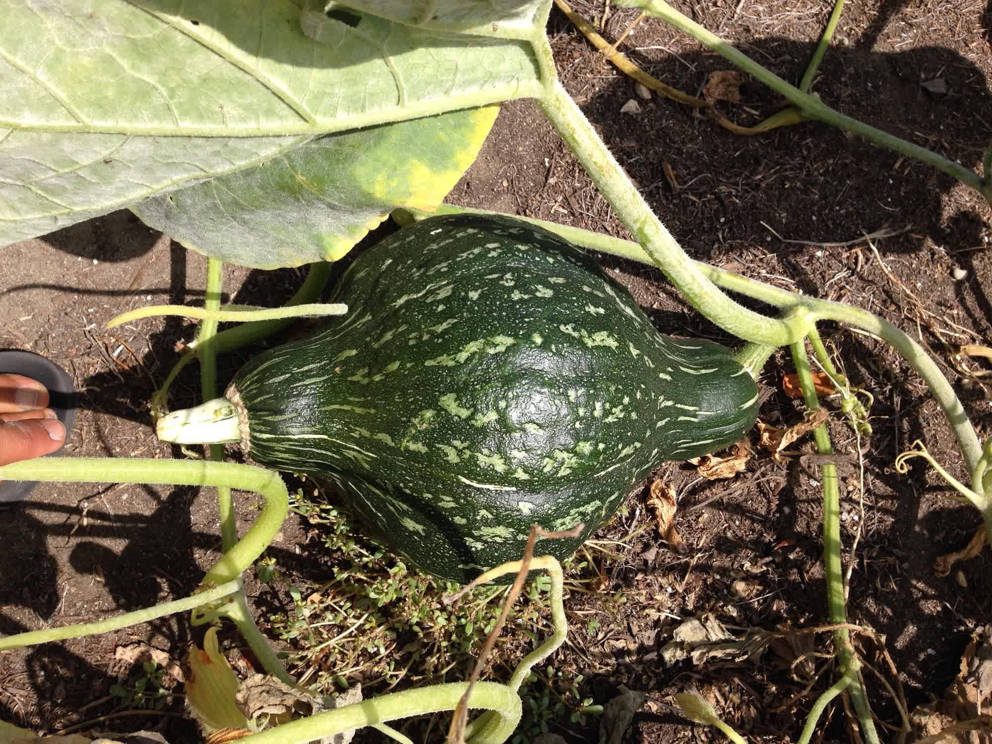 Green Hubbard Squash