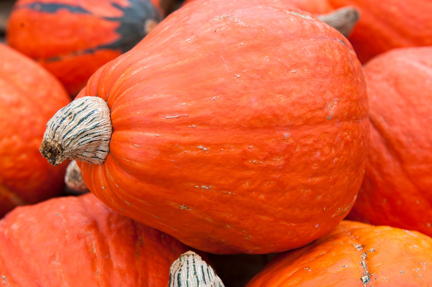 Lakota Squash