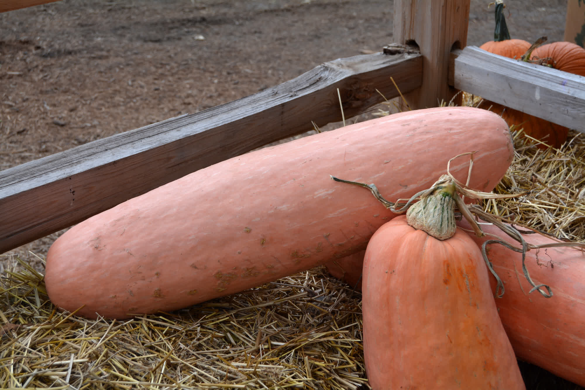 Pink Banana Squash