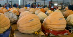 pumpkin-show1t.jpg