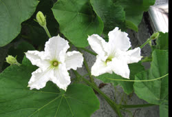 white_squash_flowert.jpg