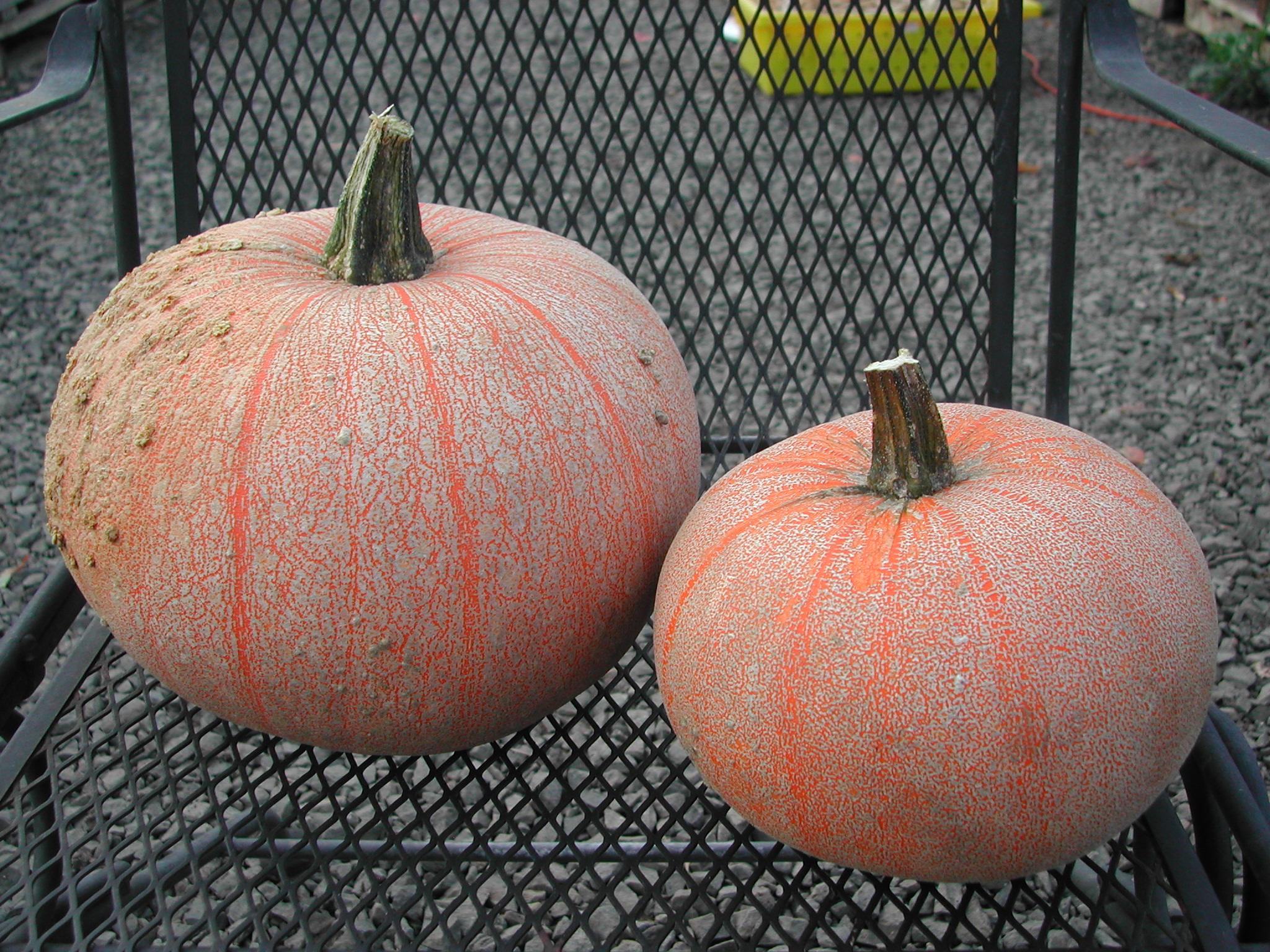 Winter Luxury Pumpkins