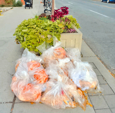 Pumpkin waste from local Toronto farmer's market.