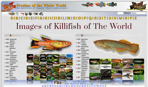 Images_of_Killifish_of_the_World