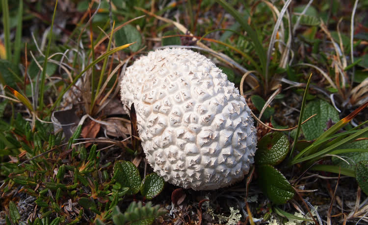 Atungaujait | Puffball Mushroom