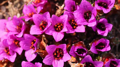 Aupilattunnguat | Purple Saxifrage