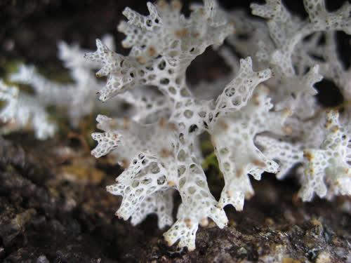 Snow Lichen ᓂᕐᓇᐃᑦ 