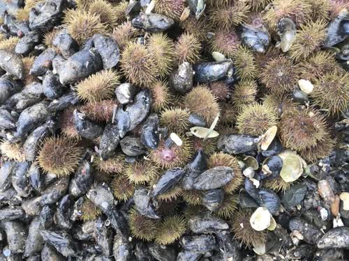 Sea urchin, mussels | mirqulik, uvuliq