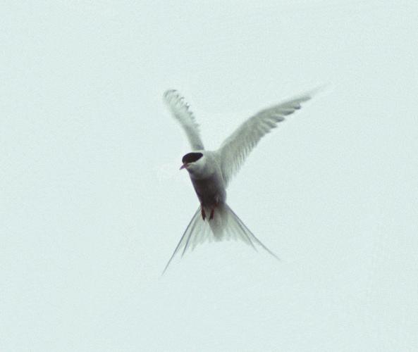 ᐃᒥᖁᑕᐃᓚᖅ Arctic tern