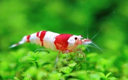 crystal-red-shrimp-for-nano-tankt.jpg