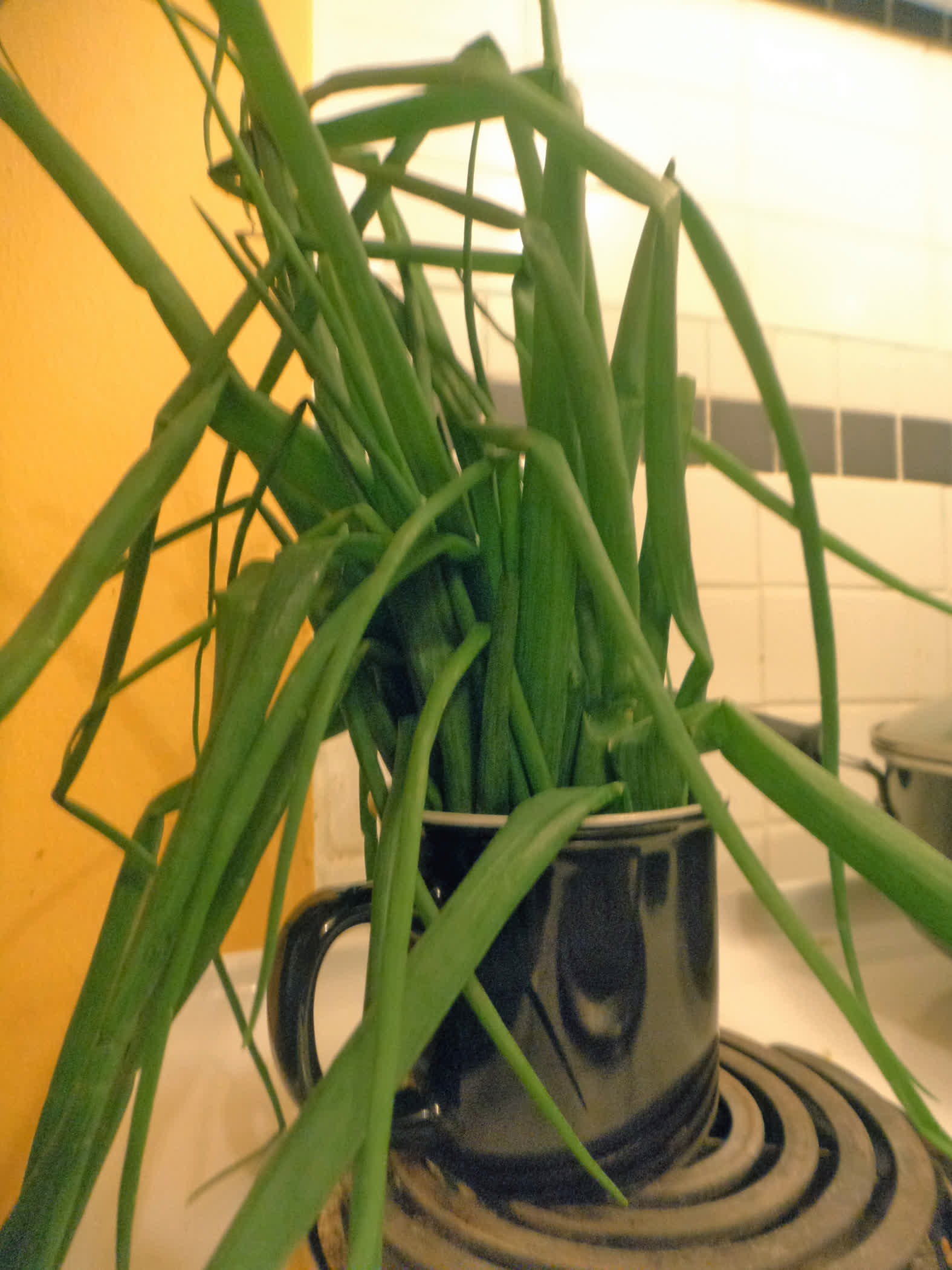 Green onion