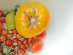aug -  First harvest of Yellow heirloom tomatoes