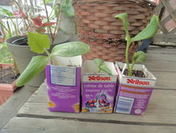 may -  Squash seedlings