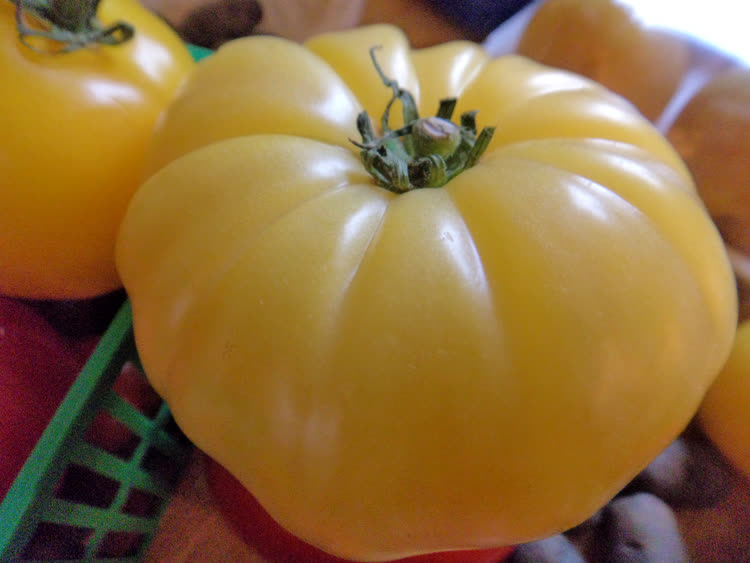 yellow_tomato