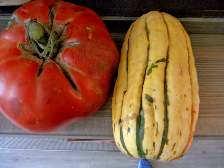 5-pound tomato and a Delicata squash