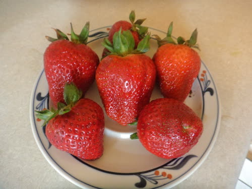 Monster strawberries.