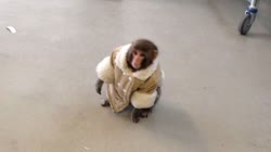 10-ikea_monkeyt.jpg