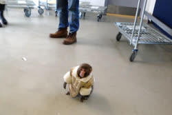 16-ikea_monkeyt.jpg