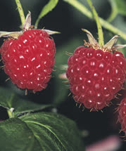 raspberry -  