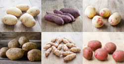 04-potatoest.jpg