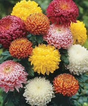 chrysanthemum-02t.jpg