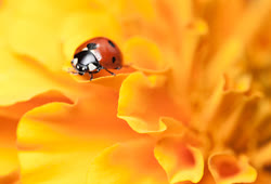 01-ladybugt.jpg