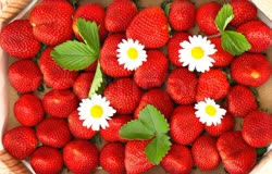 01-strawberryt.jpg