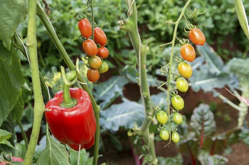tomato and pepper companion plants