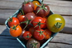 05-tomatoest.jpg