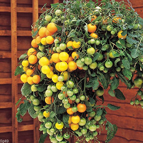 yellow_currant