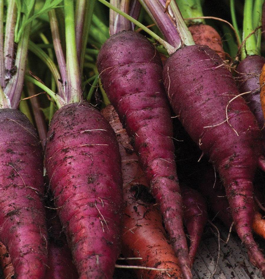 Cosmic Purple Carrot