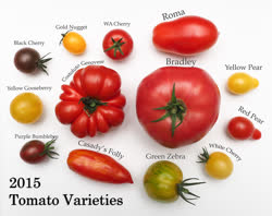 06-tomatoest.jpg