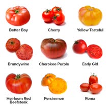 08-tomatoest.jpg