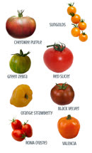 11-tomatoest.jpg