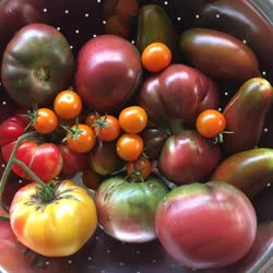 13-tomatoest.jpg