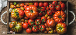 15-tomatoest.jpg