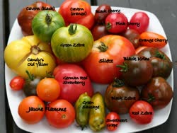 16-tomatoest.jpg