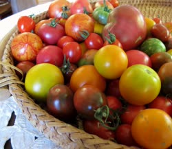 17-tomatoest.jpg